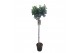 Laurus nobilis 