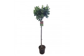 Laurus nobilis