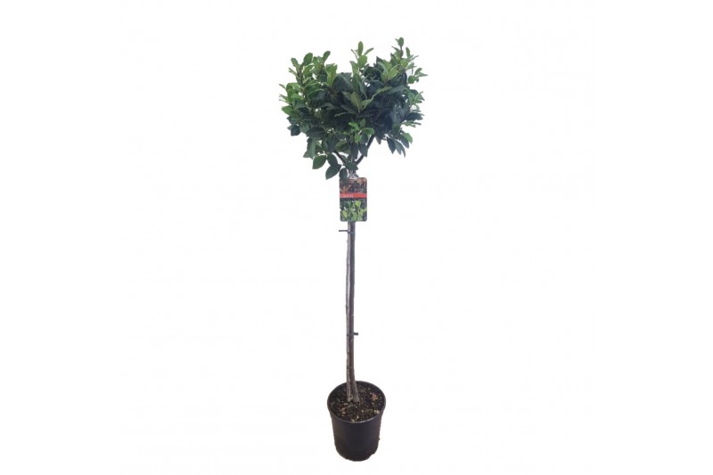 Laurus nobilis 