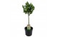 Laurus nobilis op stam 