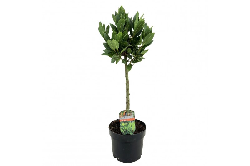 Laurus nobilis op stam 