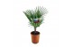 Chamaerops humilis 