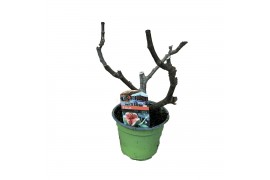 Ficus carica