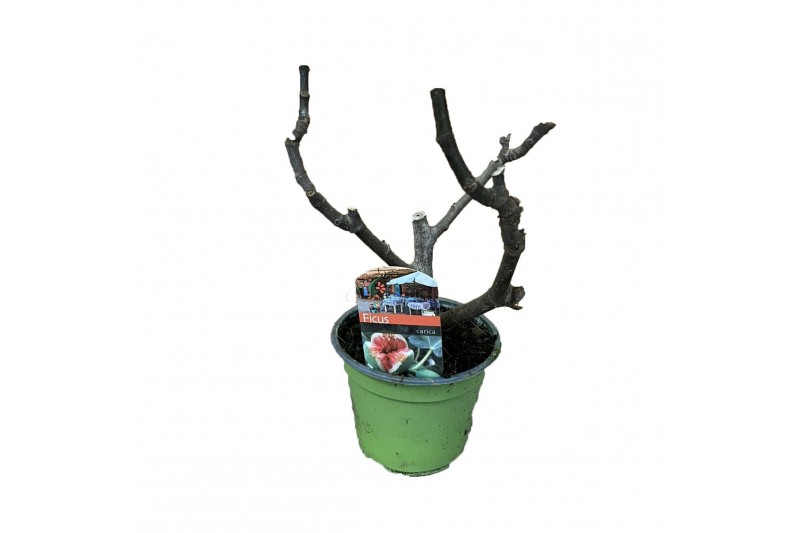 Ficus carica 