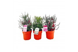 Leptospermum scoparium
