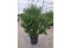 Chamaerops humilis 