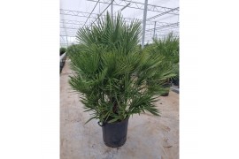 Chamaerops humilis