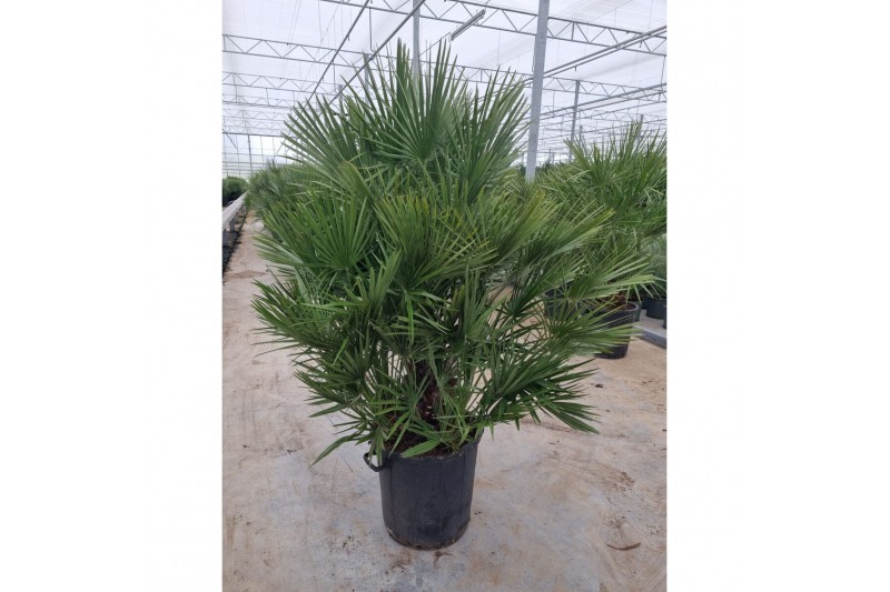 Chamaerops humilis 