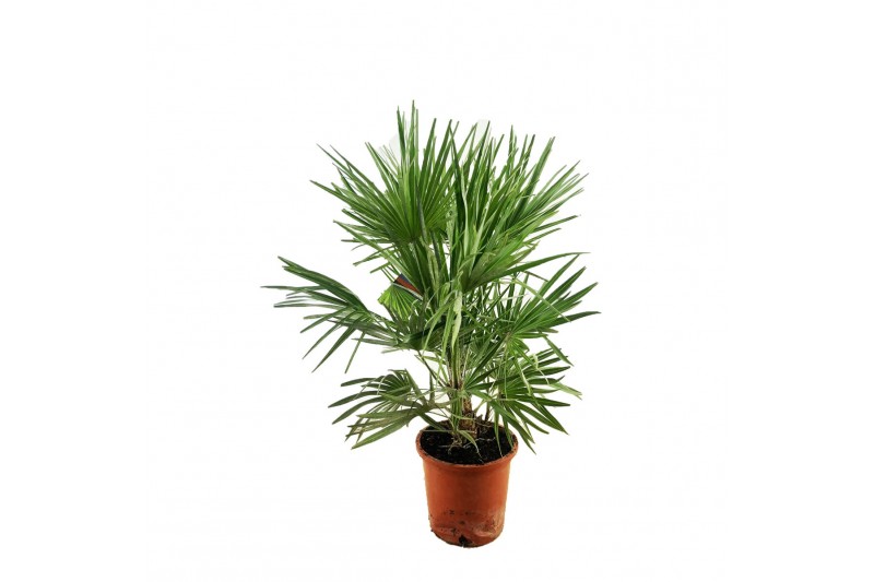 Chamaerops humilis 