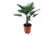 Trachycarpus wagnerianus 