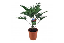 Trachycarpus wagnerianus