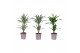 Dracaena mix 30-10 - Deremensis Mix 