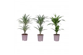 Dracaena mix 30-10 - Deremensis Mix