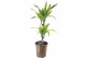 Dracaena fragr. der. lemon lime 30-10 