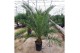 Phoenix canariensis 1 pp 