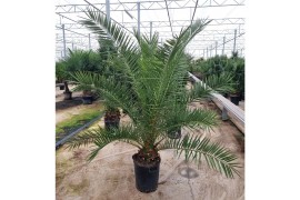 Phoenix canariensis 1 pp