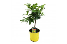 Citrus lemon