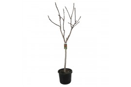 Ficus carica