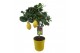 Citrus lemon op stam 