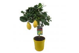 Citrus lemon op stam