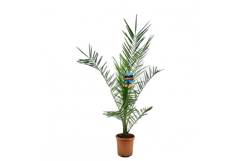 Phoenix canariensis 