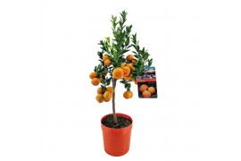 Citrus chinotto