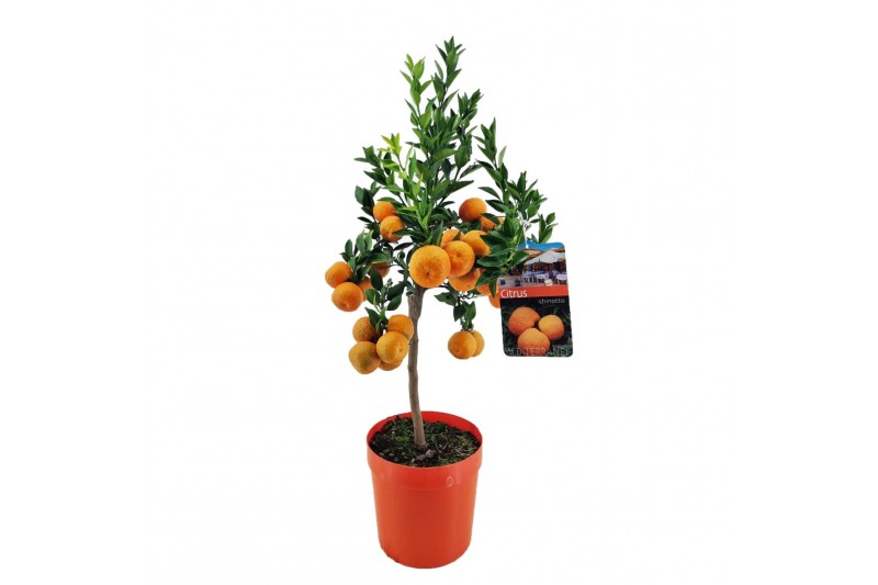 Citrus chinotto 