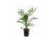 Phoenix canariensis 
