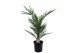 Phoenix canariensis 