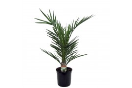 Phoenix canariensis