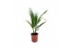 Washingtonia robusta 