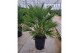 Chamaerops humilis 