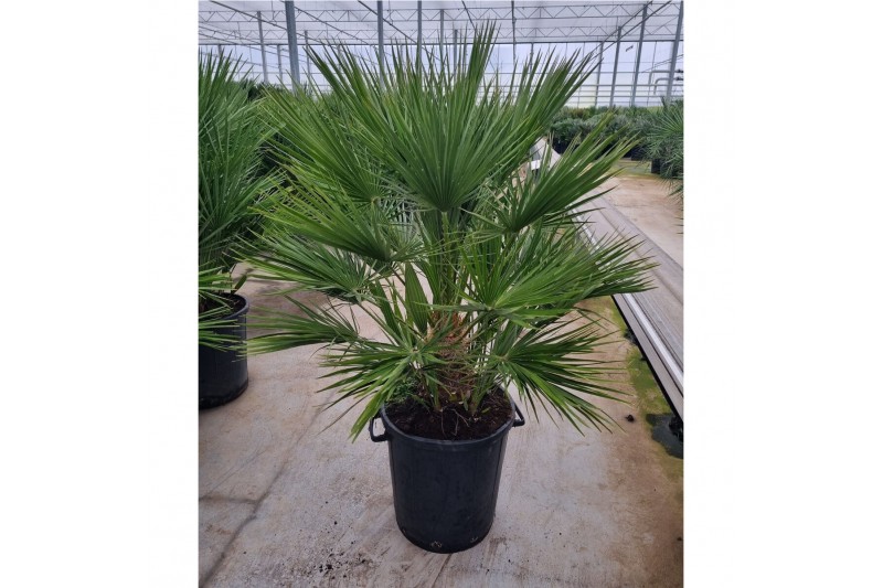 Chamaerops humilis 