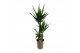 Yucca 60-35-20 - Toef 