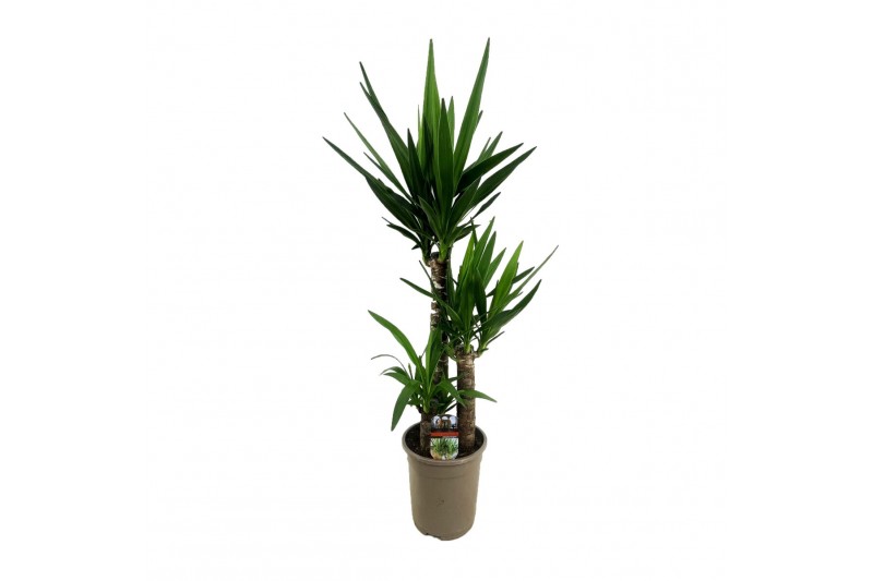 Yucca 60-35-20 - Toef 