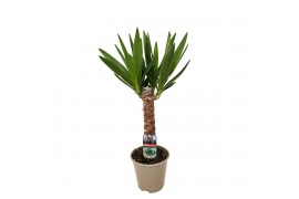 Yucca 30cm - Enkel Stam