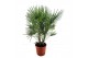 Chamaerops humilis 