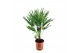 Chamaerops humilis 