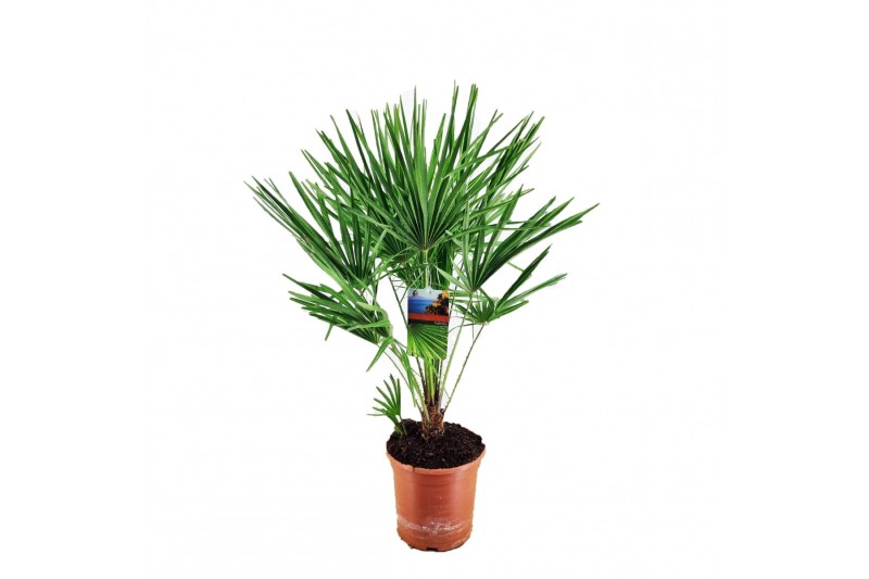 Chamaerops humilis 