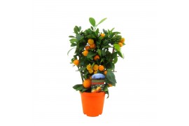 Citrus microcarpa Citrus calamondin