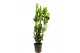 Laurus nobilis 