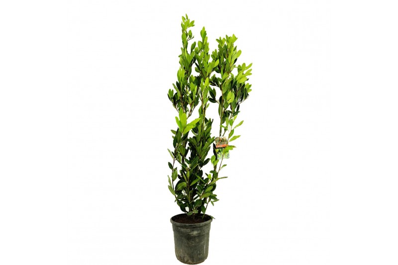 Laurus nobilis 
