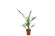 Phoenix canariensis 