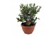 Olea europaea 