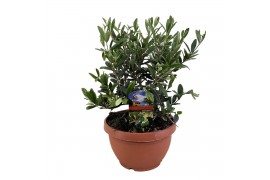 Olea europaea
