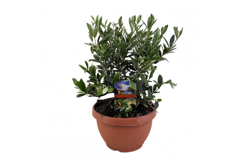 Olea europaea 