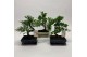 Bonsai mix Traditional 
