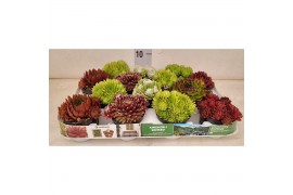 Sempervivum mix 6 soorten