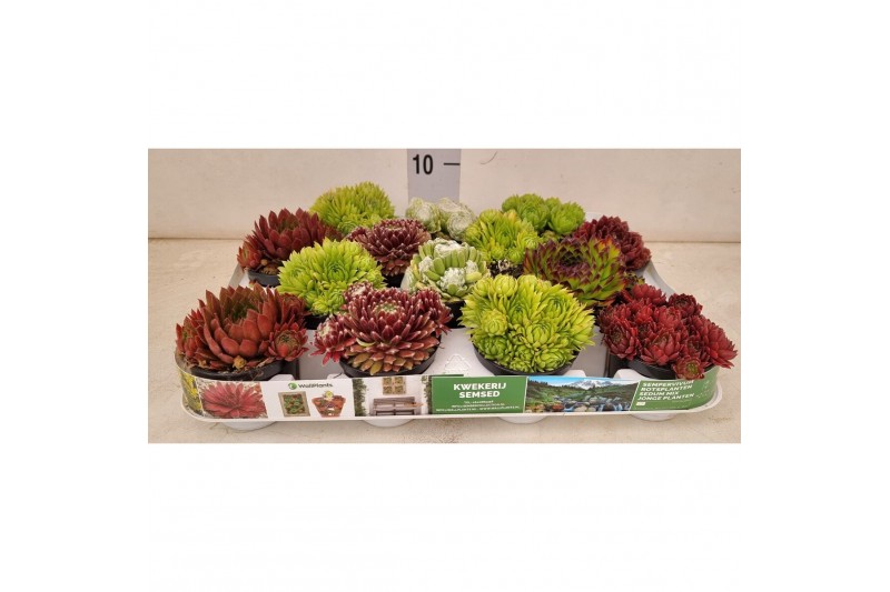 Sempervivum mix 6 soorten 