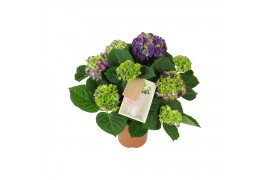 Hydrangea macr. ningbo Lila 5-6 Bloem